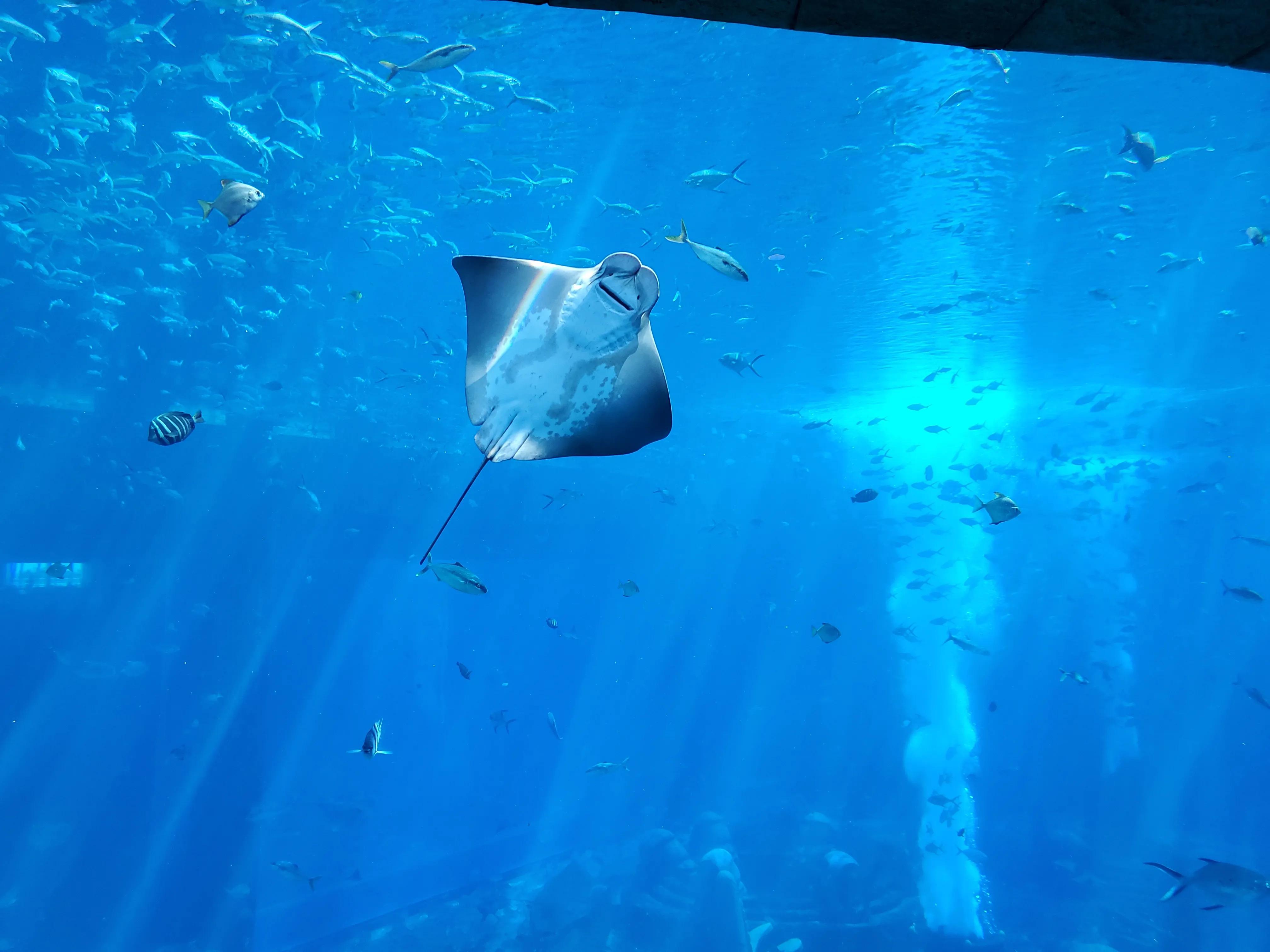 这个冬天我就要去旅行,来三亚享受着冬天里的夏天吧