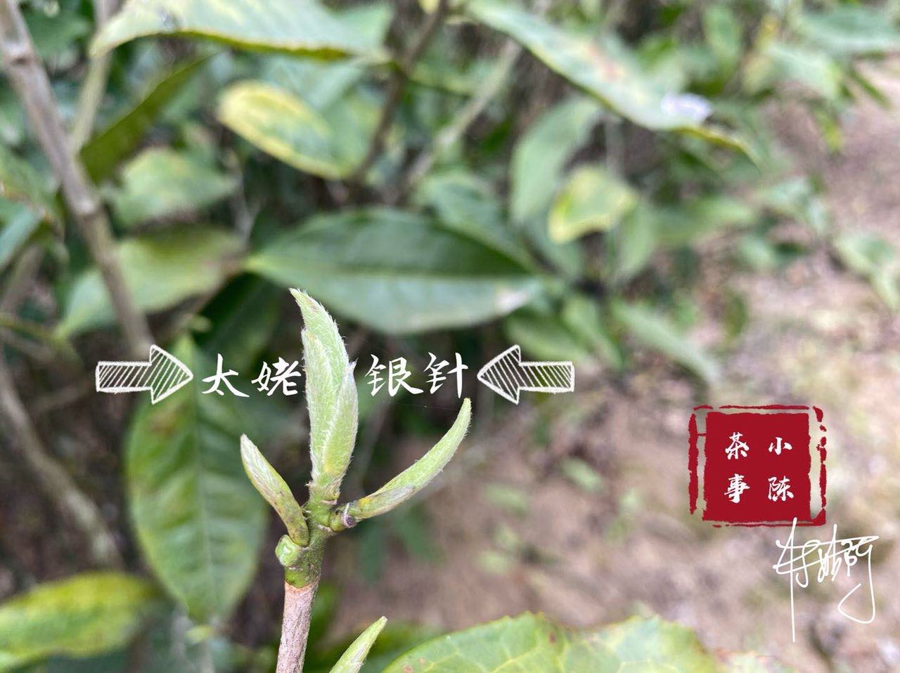 一芽二叶的白牡丹,把芽头取来就是白毫银针,剩下的就是春寿眉?