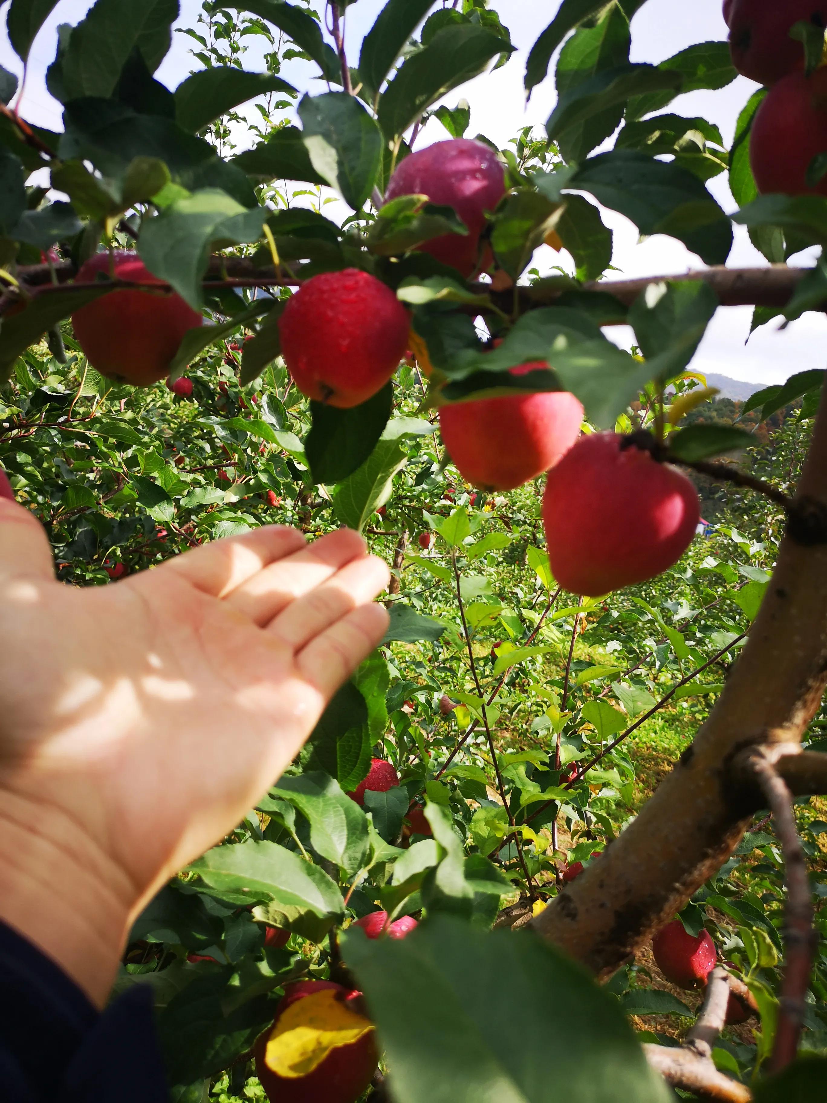 种植苹果农业技术推广,苹果果树新品种推广种植