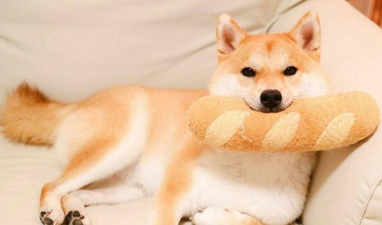 布偶猫夏天掉毛严重怎么办,夏天猫掉毛很厉害怎么办