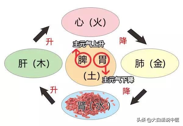 大白话说中医第十六期,中医专家谈枸杞的正确吃法