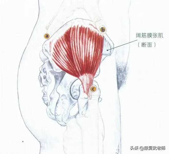 臀部肌群解剖详细讲解,臀部肌功能解剖
