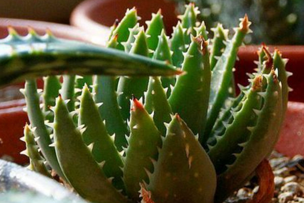 六种可以吃的芦荟品种图片图文,所有芦荟