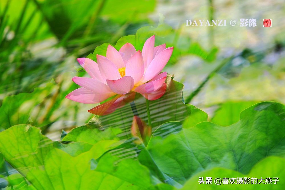 紫竹院京城景区,京城皇家御河紫竹院