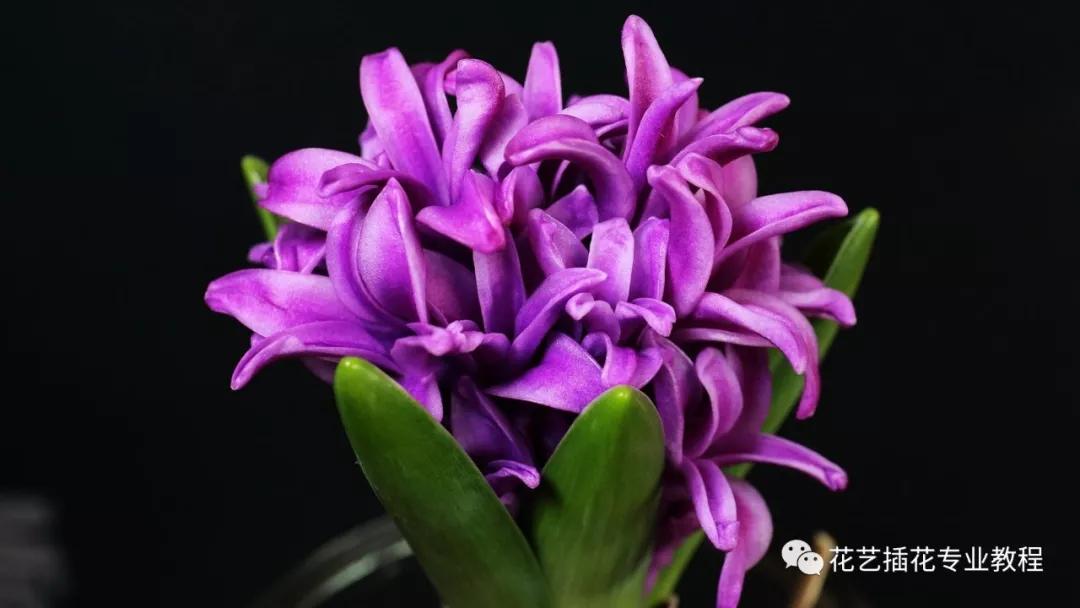 学花艺必备的花语,花艺师要知道的花与花语