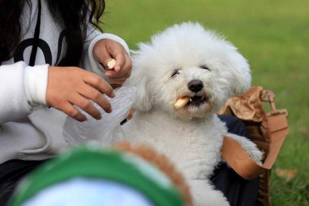 常对泰迪犬做这6件事益处多多,泰迪犬最怕的五种惩罚是什么