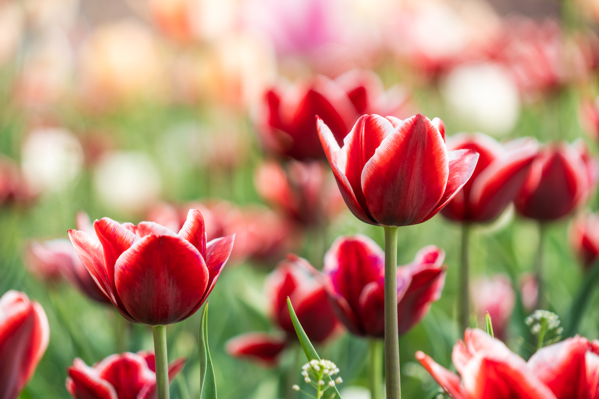 国际鲜花港郁金香,看郁金香北京国际鲜花港