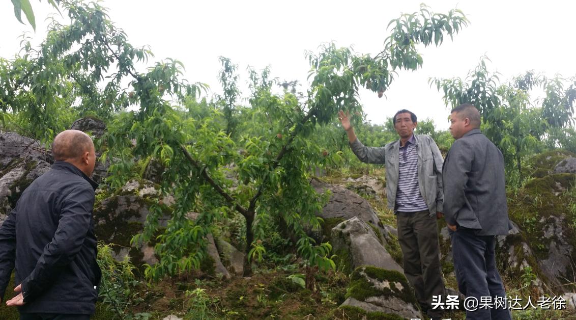 桃树长枝修剪视频,桃树长枝修剪方法