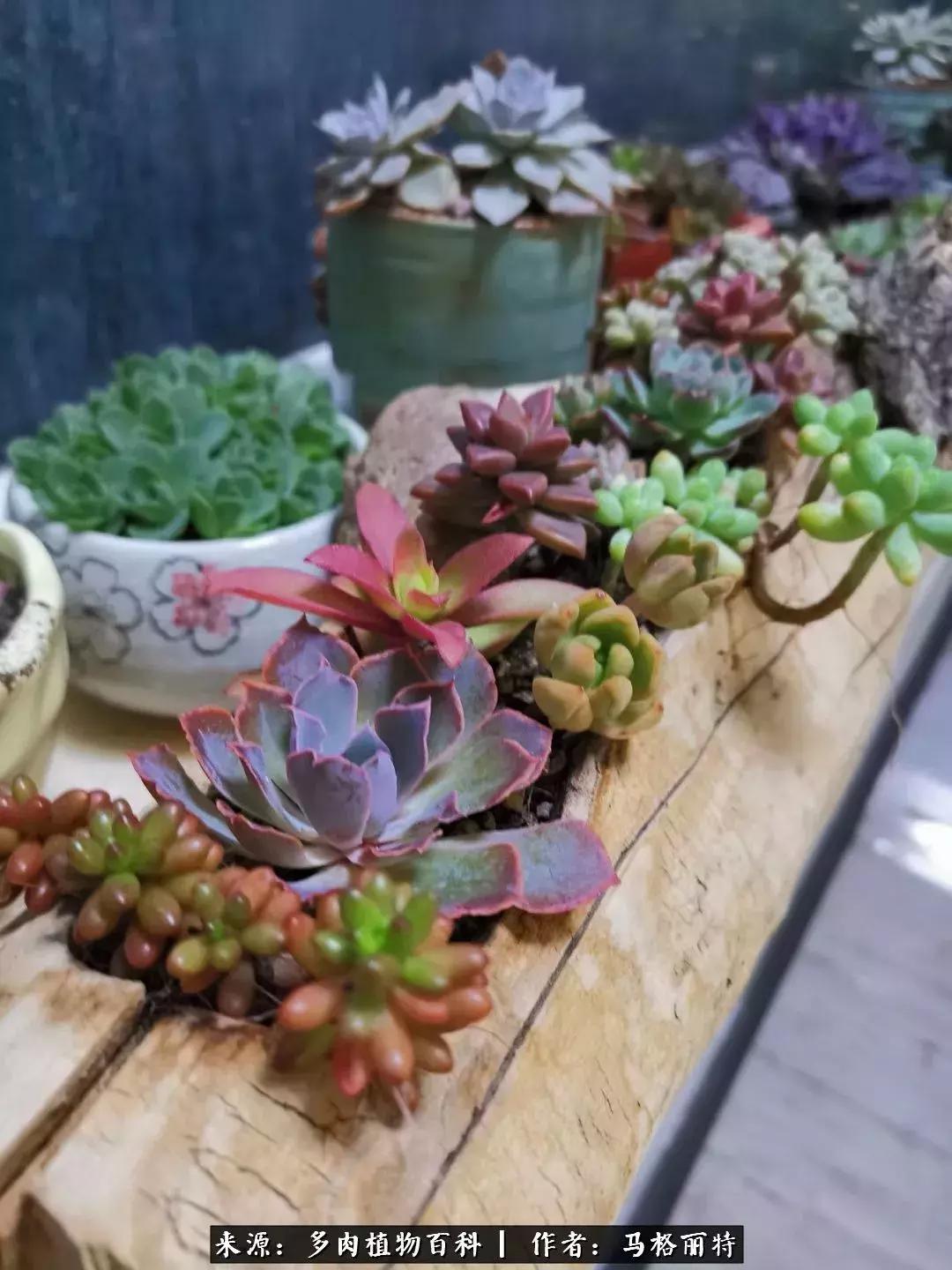 北方阳台多肉怎么过冬,北方阳台多肉