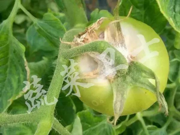 番茄专治机油病,番茄苗期得机油病