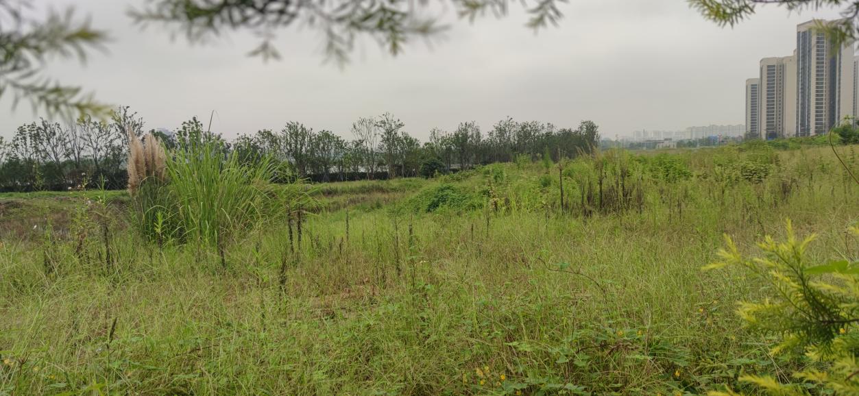 怡心湖板块前景如何,怡心湖未来发展前景