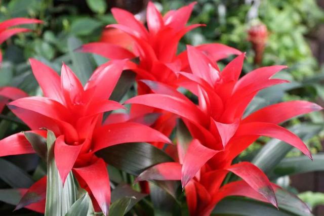 鸿运当头怎么养才能养好,鸿运当头怎么养才会长得好