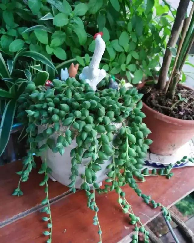 推荐轻松玩转100种常见多肉植物,700种多肉植物图鉴pdf百度云