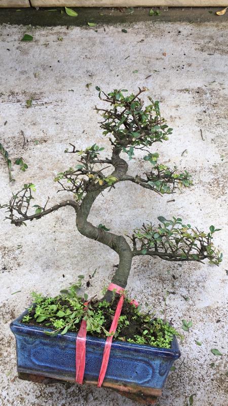 苹果盆景修剪技巧图解,新手也能学会的修剪盆景技巧