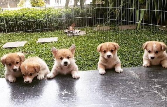 狗狗“发情”如何鉴定?这几点主人要知道