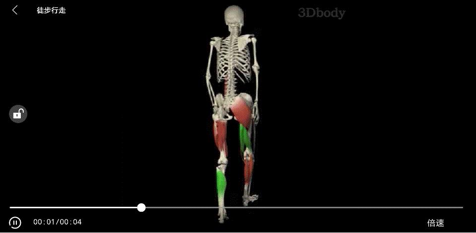 练这几个动作让你的大腿又细又直,大腿练细了小腿越练越粗