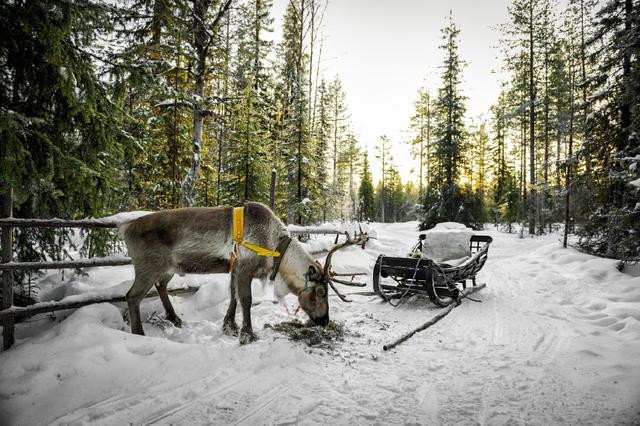 真实的圣诞老人村,世界上真的有圣诞老人吗在中国