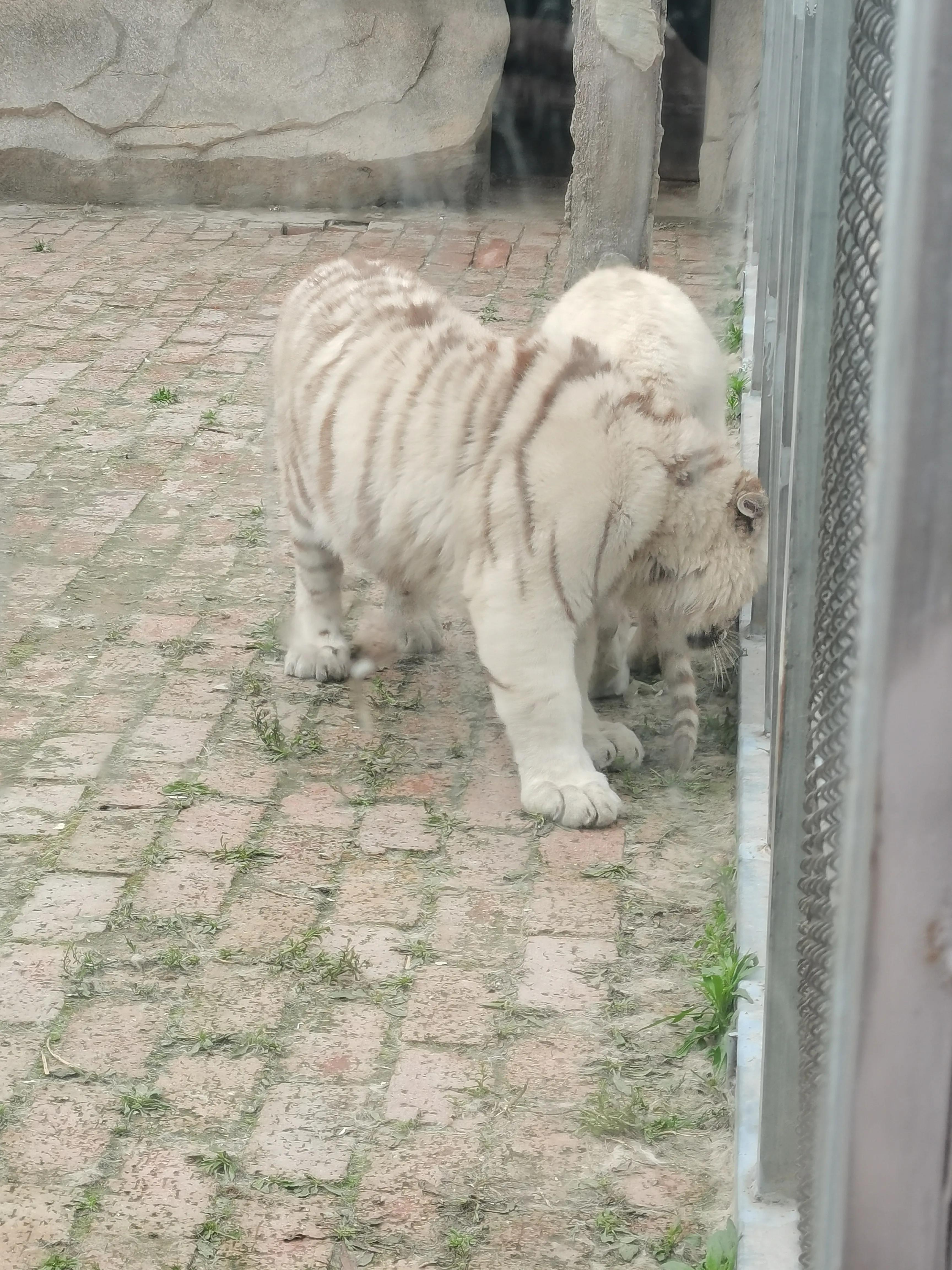 济南野生动物园和宿州野生动物园,宿州野生动物园到宿州皇藏峪