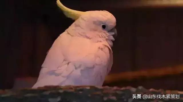 日照花仙子打卡地,日照东夷小镇旅游攻略