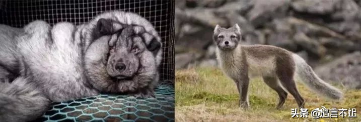 英国女王正式宣布拒绝皮草，愿世间没有血淋淋的时尚