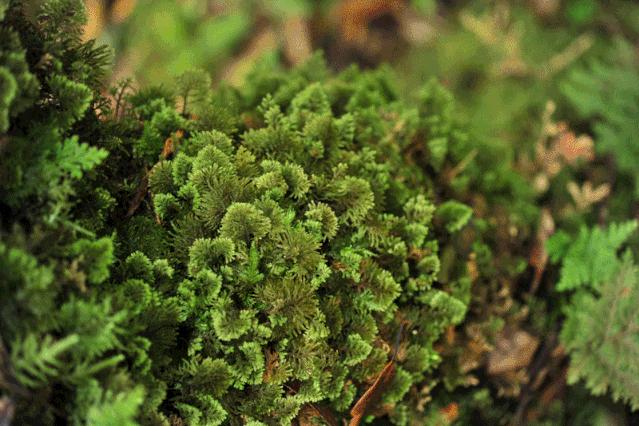 吃毒菇、睡蛇窝，只为挖一堆草，这个重庆博士要做当代神农