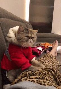 跟人类生活久了的猫,有些猫就真的不把自己当回事