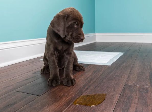 狗狗经常在家乱尿怎么办？听听大家怎么说，涨知识