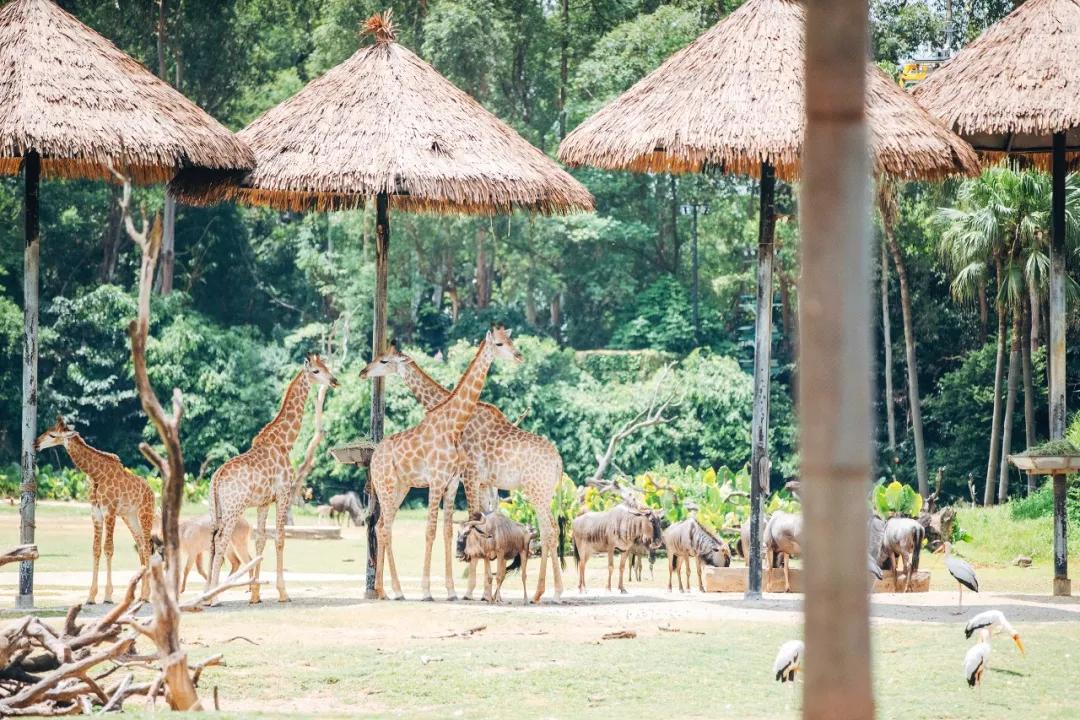 长隆飞鸟乐园长隆熊猫酒店怎么选,周一长隆野生动物园游玩攻略