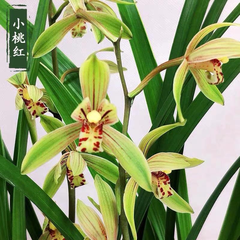 黄金万两兰花属于什么品种兰花,兰花品种大全春兰和墨兰的区别