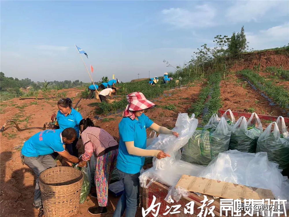 旺苍县二荆条辣椒,四川新鲜二荆条辣椒特辣