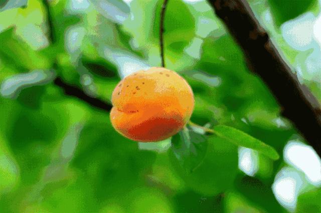 攀枝花哪种水果好吃 (攀枝花两种美味水果)