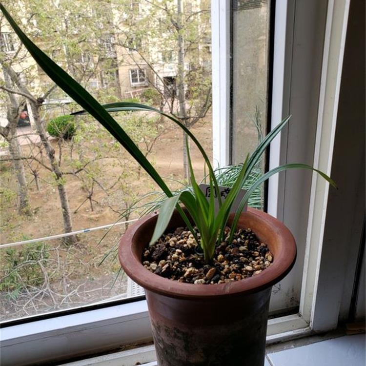 兰花成了东倒西歪的墙头草，学会这个技巧，枝叶挺拔长高高