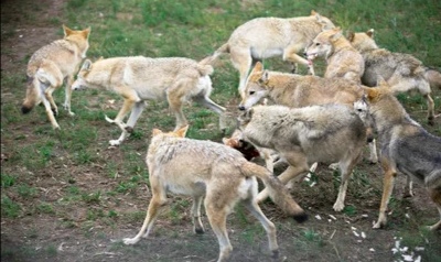 脑洞大开自制冰鞋白毛风里穷追野兔