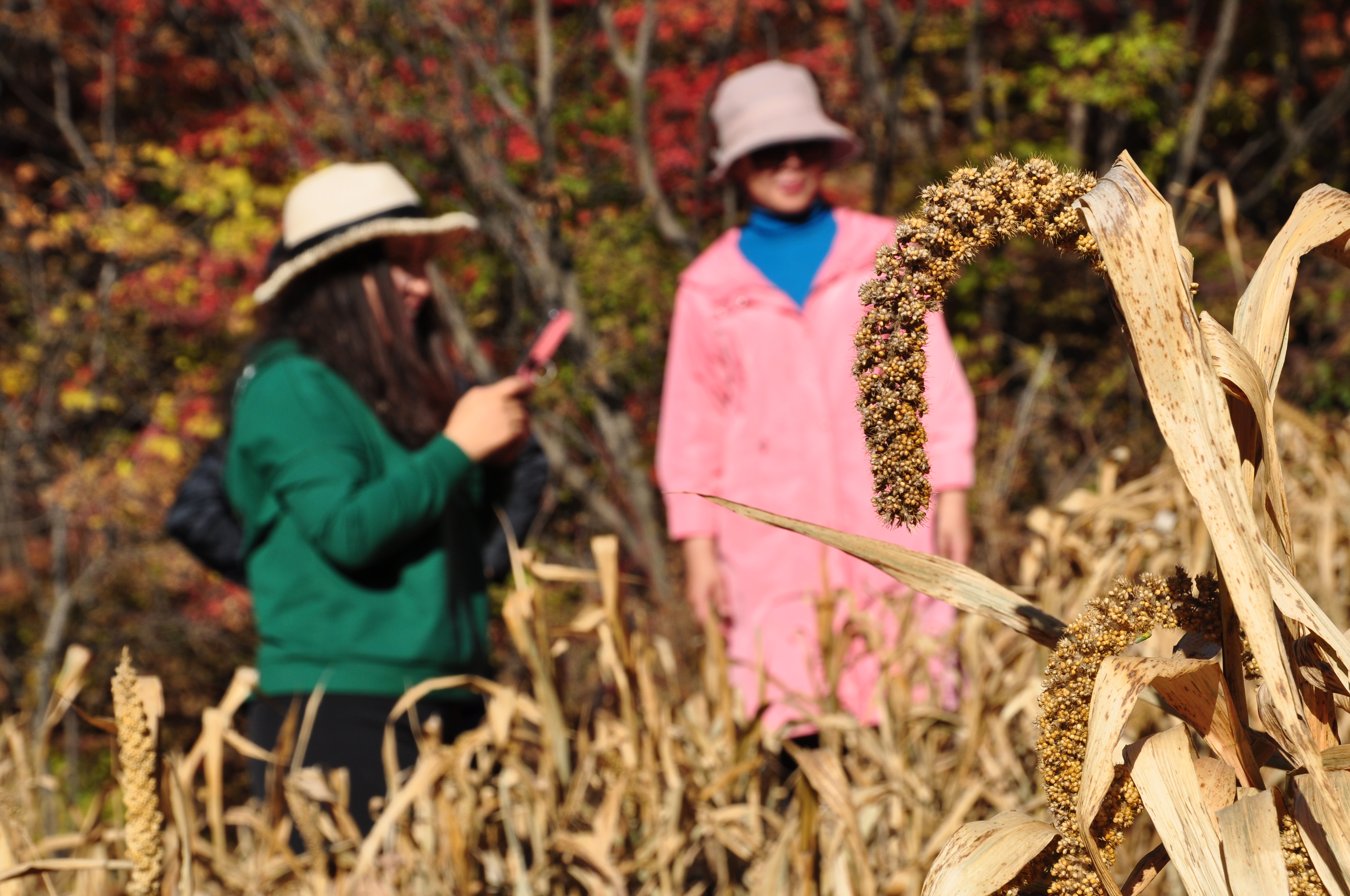 此时的辽宁不进景区照样处处风景，我带5位女同学野山里玩了一天