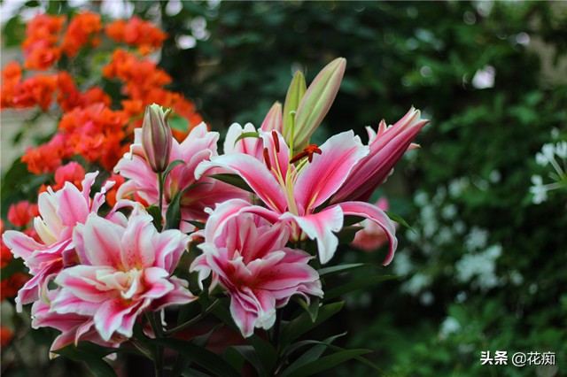 盆栽百合花枯萎后怎么处理,枯萎了的百合