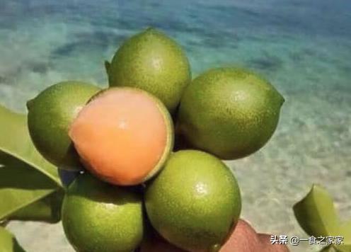 十种最顶级的水果,国内最少见的七大顶级水果