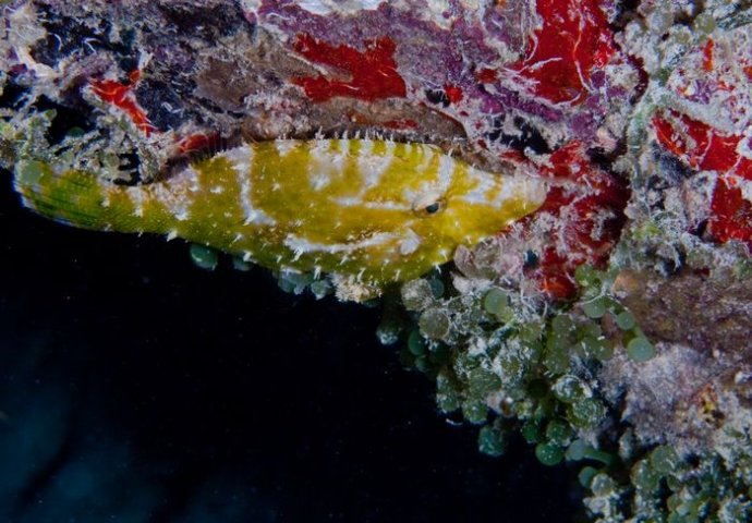 海底你不知道的东西,海底世界东海龙宫