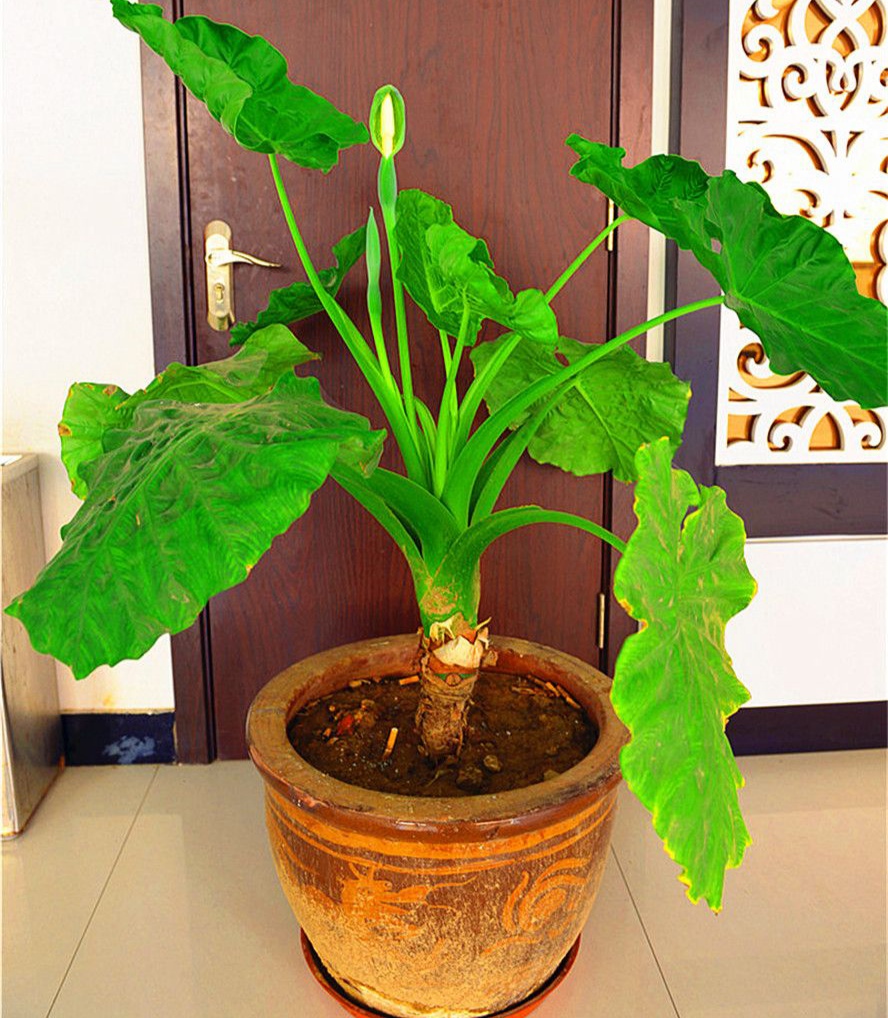 22种花耐旱耐热,天冷种花要注意什么