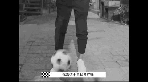 vanschina范志毅,范志毅vans