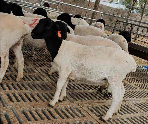 特别瘦的羊怎么调理,瘦羊最快最好的方法