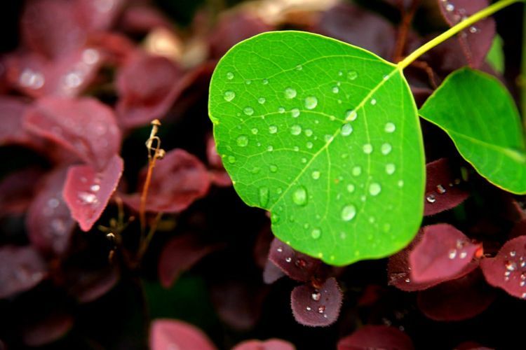 原创蝴蝶恋花,蝶恋花蝴蝶原唱