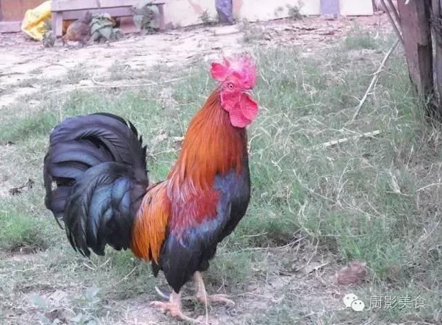 全世界的鸡都在这了，有你认识的吗？