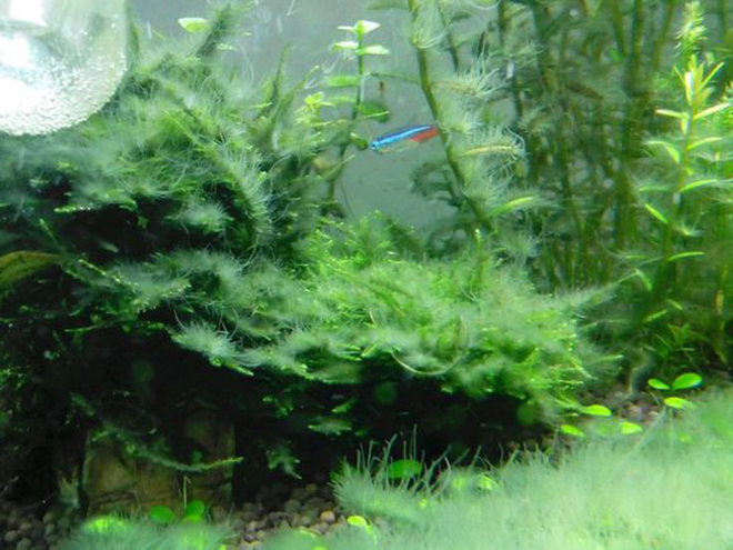 6种鱼缸藻类清除办法，纯属个人经验