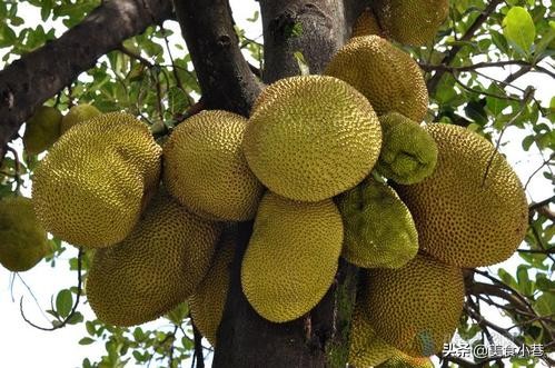菠萝蜜买回来很涩不甜如何补救,菠萝蜜买回来没成熟怎么办
