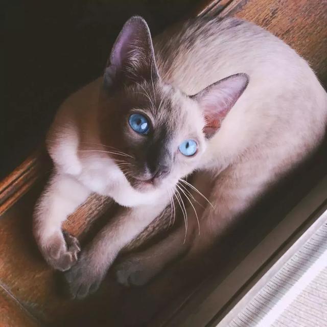 暹罗猫怎么能养胖,纯种贵族暹罗猫