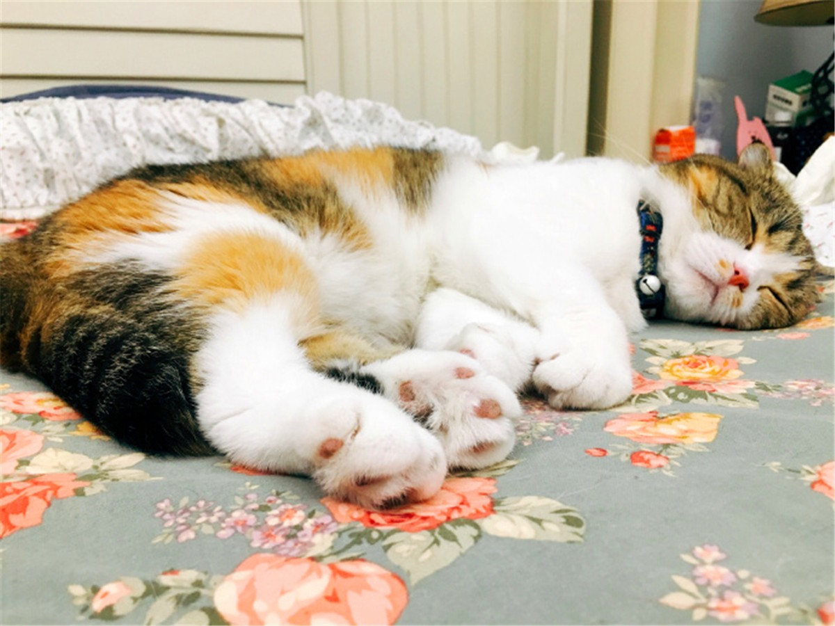 猫咪驱虫前有什么忌口的吗,猫咪驱虫注意事项以及禁忌