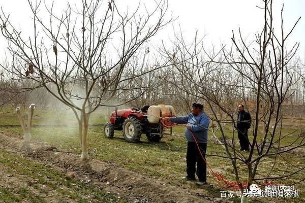 春季果树病虫防治打什么药,春天果树打什么药防病虫害