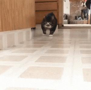 猫步怎么走八字步,猫步的基本动作图片