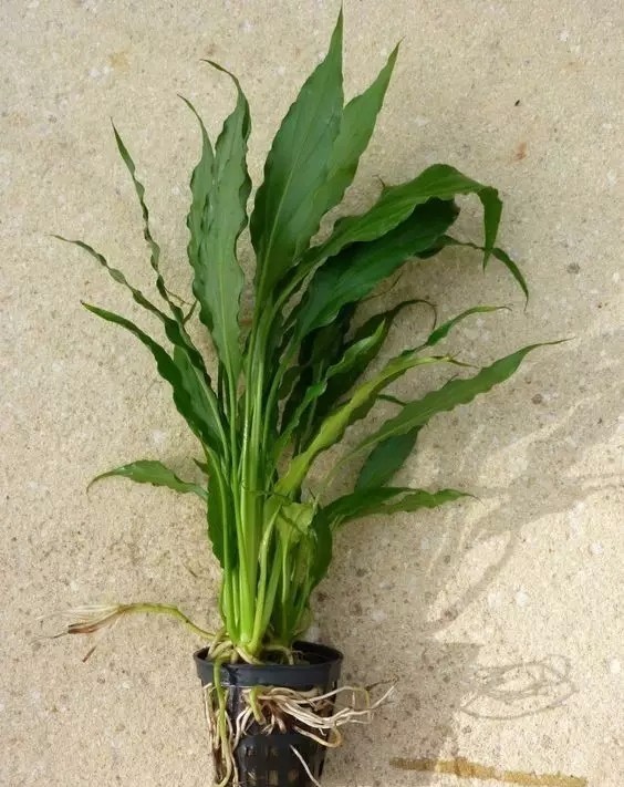 在家里面适合养什么水培植物,最适合家里养的水培植物