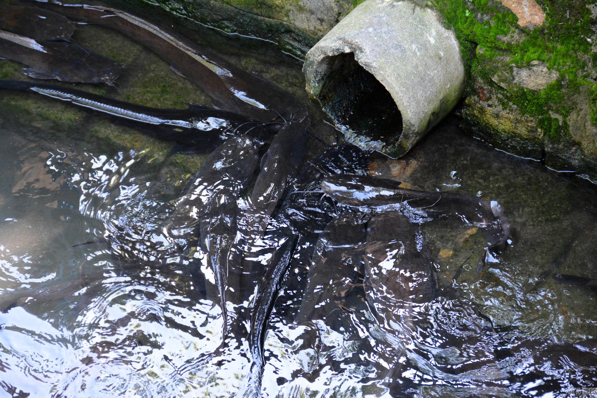 被人误解最深的鱼,被人误会最深的一种鱼